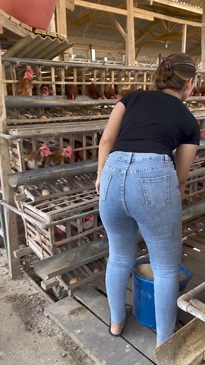 106K views · 1.3K reactions | Système en cage très simple | Élevages Leaders | Facebook