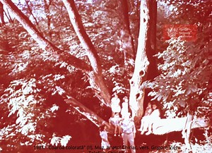 👉1981: "Coarda colorată" (partea II), regie E. Iliaș, Telefilm-Chișinău. Melodii de ANATOL CHIRIAC pe versuri de GRIGORE VIERU, interpretate de copii din Chişinău şi satul Cociulia, raionul Cantemir. 🧷Sursa: Agenția Națională a Arhivelor. #agențianaționalăaarhivelor | Agenția Națională a Arhivelor