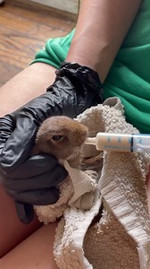 1.3K views · 64 reactions | Man Saves A Baby Bunny Abandoned On The Road #animalworld #rescueanimal | Thrift City | Facebook