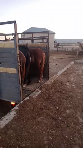 Dusk Scene with Majestic Horses on a Farm