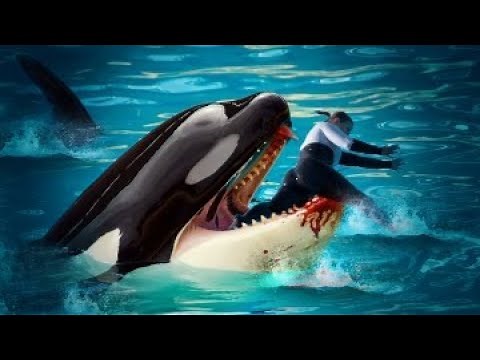 Here's Why SeaWorld Trainers DON'T Swim with Killer Whales