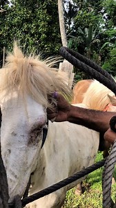 12K views · 96 reactions | Tahan mbera勞 #reelsfypシ #fyp #ontario #animals #horse | Fahri Alfian | Facebook