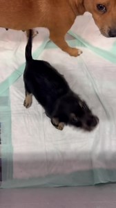 5.1K views · 200 reactions | Sun and Moon are melting our hearts! 殺❤️ Momma Sun is a sweet girl that recently arrived with her little baby girl, Moon. They are cute as can be and wag their tails endlessly throughout the day.  Help us find their forever home! | Rio Grande Valley Humane Society | Facebook