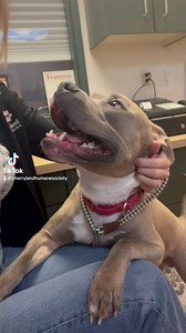 Mellow Yellow is a sweet baby angel and just wants to be snuggled at all times. 😻🐾 Wanna learn more about this babe? Swing by our shelter to meet him and our other available dogs for adoption. 😇 #gooddog #adoptme #angel #rescuedog #cherrylandhumanesociety #adoptdontshop #pitbull #pitbulls #advocate | Cherryland Humane Society