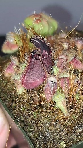 CARNIVOROUS PLANTS JOURNEY on TikTok