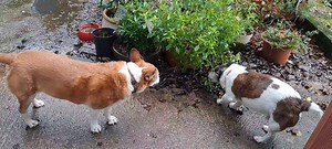 23 reactions | Effsakelike Chazzer. Can you please doo you full spectrum sniffing tests affer WOLFMANDOG done I butch manly wee? Bean in de queue for effin ages! | Mr Scooby Doo and The Mousketeers | Facebook