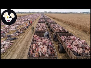 Shocking Videos : Arizona Farmer Takes Down 101 Wild Hogs By Guns And Traps