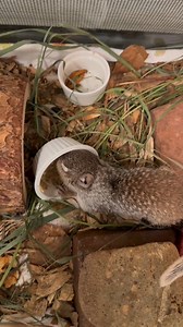 1.3K views · 68 reactions | Have you ever heard of a Rock Squirrel?...