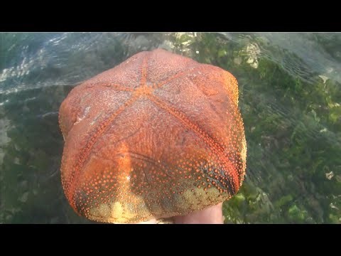 Explore the ocean and discover rare sea anemone species