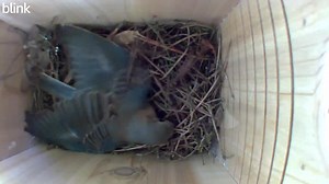 The Bluebirds are working hard on the nest again today! Keeping my fingers crossed that everything goes well for them!! Birds Walking Down 🥰 #birds #bluebird #birdwatching #nest #nature #kalamazoo | The Bird Perch