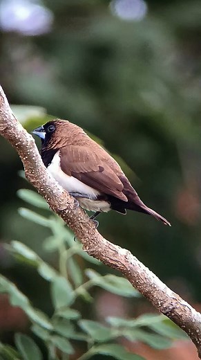 Cuma emprit #phonescoping #bird #nature #phonegraphy #lens | Asfa Jack