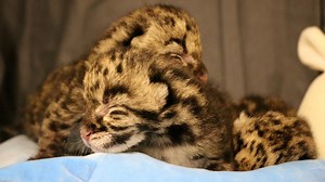 Clouded leopard gives birth to three cubs at Nashville Zoo