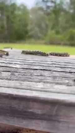 So many 🐛🐛🐛 | Stephanie Sine