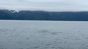 33K views · 2.5K reactions | A pod of orcas or killer whales swimming in Alaska Bay at Kenai Fjords National Park. You can hear them breathing! Gives me goosebumps. ❤️ #killerwhale #alaska #kenaifjordsnationalpark | Amy Kaufeldt FOX 35 | Facebook