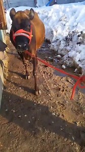 9149785880 Exchange offer Age 18months Ist lactation pregnant 5days pending Location beerwah budgam #america #outdoors #floorplan #destacar #midwest #bhagavadgita #socialmedia | Land of Kashmir