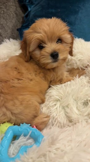 Cockapoo Barks for the First Time – Adorable Moments