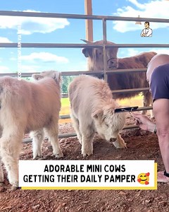1.4M views · 55K reactions | Dad loves his cows, and they love him!  | Dad Jokes | Facebook
