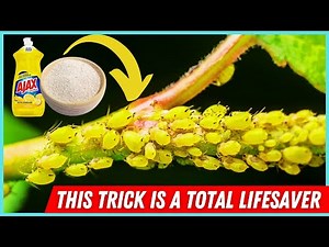 Natural Ways to Get Rid of Aphids on Plants
