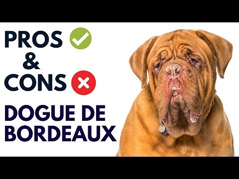 Dogues De Bordeaux Breed Pros and Cons | French Mastiff Advantages and Disadvantages #AnimalPlatoon