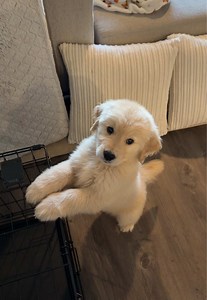 Golden Retriever Puppy Training: Best Boy for Treats
