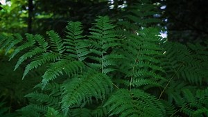 The Sevin Dust 3lb Shaker Can is on sale for just $14.99 at your local Atwoods through April 21st for our Buy of the Week! Get it in store or online: https://hubs.la/Q02r_YrQ0 | Atwoods Ranch & Home Goods