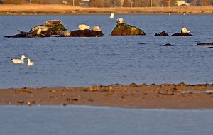 See the seals at Hammonasset Beach State Park in Madison Sunday (video)