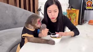 49K views · 1.3K reactions | Yoyo Jr is mature and responsible, able to take care of himself. #monkey #MonkeyYoyo | Monkey YoYo Jr | Facebook