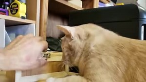 Harley et la boîte inutile