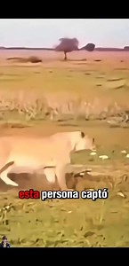 735K views · 10K reactions | Leona protege a cría de ñu de león feroz. �� #Viral #FYP #Naturaleza #Animal | Zoorama | Facebook