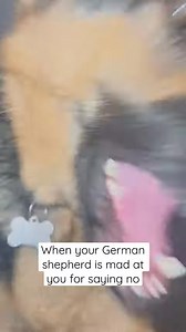 German shepherd ATTACKS #shorts #gsd #germanshepherd | Cute Animals