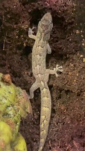 These cute little marbled geckos in store NOW No license required !!! $59 | Lots of Fins Aquarium