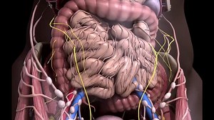 Anatomia ludzka. Ruch wnętrzności w jamie: stockowe wideo (w 100% bez tantiem) 21039193 | Shutterstock