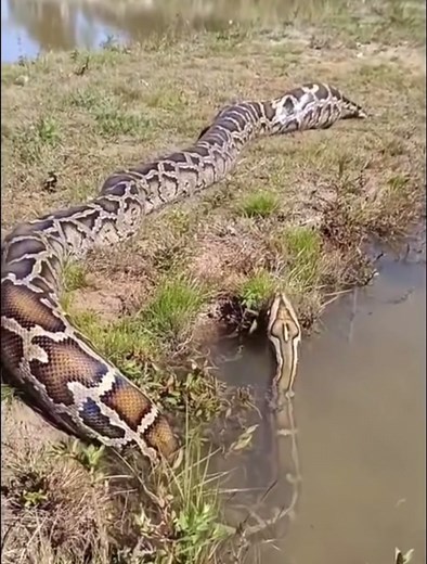 A massive African Rock Python goes swimming on a hot day. Look at it beautiful skin!!🤭😳 #elleafricasafaris #elleafricasafari #wildlife #africanwildlife #Safari
