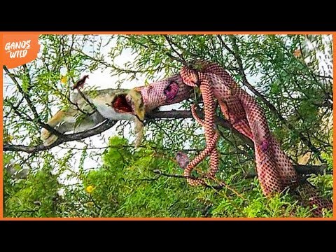99 Creepy Moments Python Swallows Prey On Tree Branches, What Happens Next? | Python Swallow