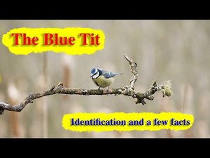 The Blue Tit, Identification and a few little facts.