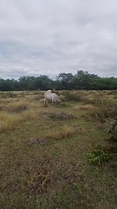 Salmo #iglesiacristianaevangélica #Dios #finca #agropecuria #ganaderia | Victor Bertrand