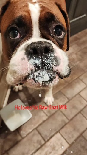 Milk mustache and beard! 1He loves his Raw Goat Milk. That face!!! Who could refuse that face? #cooperslakehouse #boxersofinstagram #coopcooptheboxer #boxermom #boxerlove #boxerlife #hesamess #boujeeboxer #feedraw | Pam Moseley Smith