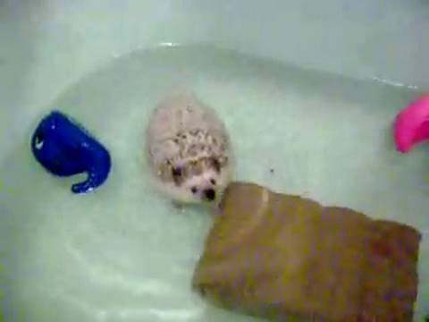 Swimming Hedgehog...EXPLODING!!!!