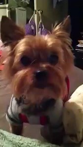 I am Laughing so hard at my Foxy Sassing her mommy! I just loved her sass! Missing her like crazy!!! Little Miss. Princess, Miss. Sass. God only knows how much I love and miss you!!! ❤️ Y'all can leave pictures of your babies so we all can remember ❤️😘 Ruby GettingerrRuby Gettingerr #Rainbowbridge #RubyGettinger #mysoulmate #myLove #xoxoRuby #Furbabies #Foxy❤️ #John❤️ #Lucy❤️ #Daddy❤️ | Ruby Gettinger