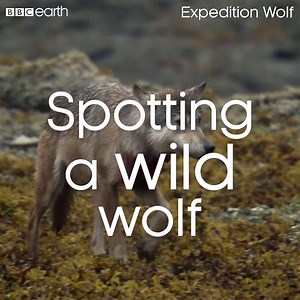 349K views · 6K reactions | Tracking wild wolf is expert business. | BBC Earth | Facebook