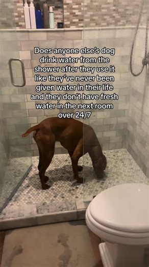 Funny Vizsla Drinking Shower Water Video