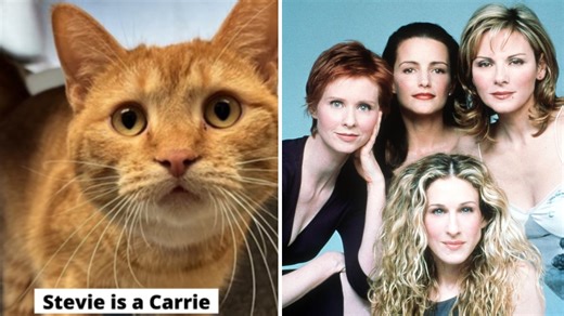 Carrie or Samantha? Colorado humane society answers with cats