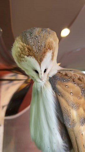 Barn Owl's Charm in a Cafe