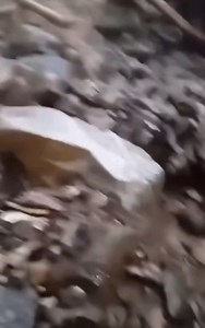 L'ITALIE ÉGALEMENT TOUCHÉE PAR DE VIOLENTES INONDATIONS 🌊 La région de Savone, Piémont, Côme sont touchées par de violentes inondations ce matin. En cause, des orages extrêmement pluvieux se sont abattus dans les régions citées. Jusqu'à 400mm en 6h à certains endroits ! Pour rappel, il était tombé 271mm à Jalhay en 48h lors des inondations de 2021... Vidéo à Belvio par Sabrina Gandola | Actu Météo