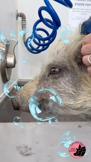 7.9K views · 1.5K reactions | Adorably Sweet Pig Pumpkin Gets a Bath!...