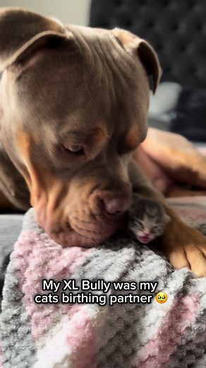 XL Bully Dog Attack: A Dangerous Encounter