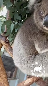 There was a bit of a commotion going on at #1300KOALAZ Freda’s temporary residence today when a big male koala came to visit. You can hear him bellowing in the background. We are very pleased with Freda’s progress. She has been back for a checkup with a specialist eye vet and is responding well to her treatment. She’ll be in care for a while longer until her eye is completely healed. Please wish her well for continuing to get better as she would much rather be outside of the enclosure playing wi