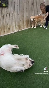 6K views · 1.2K reactions | Dixie and Rebel are delicious!!! | Mount Pleasant Avenue Premier Canine Villas & Spa | Facebook