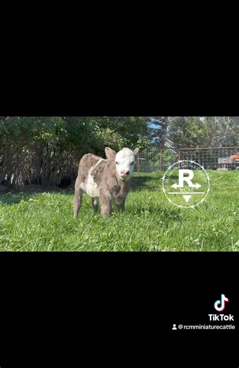 - 🩷 This pretty little Belted Galloway x Panda Heifer calf was born on August the 18th sired by RCM Mighty Maximus and RCM Dharma. Baby girl is as cute as a button, a beautiful dun color, polled and suspected chondro positive pending testing. Dharma is a really nice small framed Black and White Panda Female at 42 inches tall, 3 years old with a gem of a disposition. Available at weaning 🩷 - RCMMiniatureCattleCompany.com | RCM Miniature Cattle Company