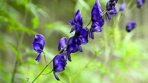 Aconite Aconitum Napellus Most Toxic Plant: Stockvideos & Filmmaterial (100 % lizenzfrei) 1012741748 | Shutterstock